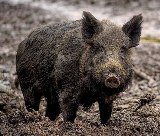 Cinghiali in Piemonte: Coldiretti sollecita più abbattimenti e apertura anticipata della caccia