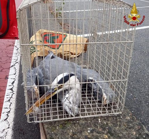 E' di un 60enne di Gattinara il corpo recuperato nel Canale Cavour