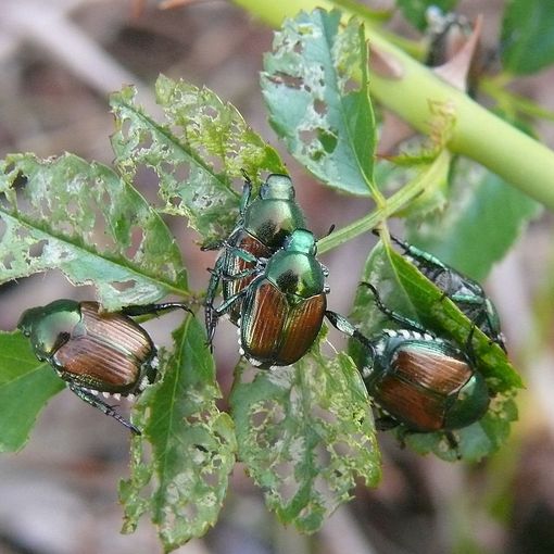 L’Aggiornamento dell’Ente Aeree Protette sulla diffusione e la lotta alla Popillia Japonica