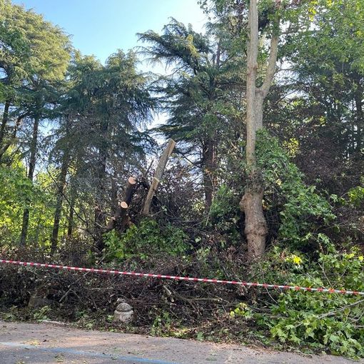 Paura domenica notte per un albero crollato nel Parco dei Bambini