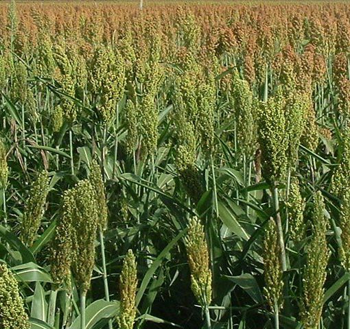 Allerta sorgo per il bestiame: le raccomandazioni di Asl Novara agli allevatori