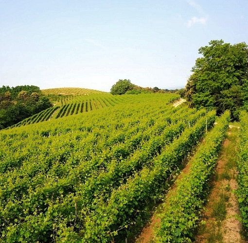 Piemonte: oltre 19 milioni di euro per il comparto vitivinicolo