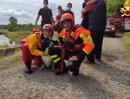 Novara, soccorso cane incastrato in un canale d'irrigazione