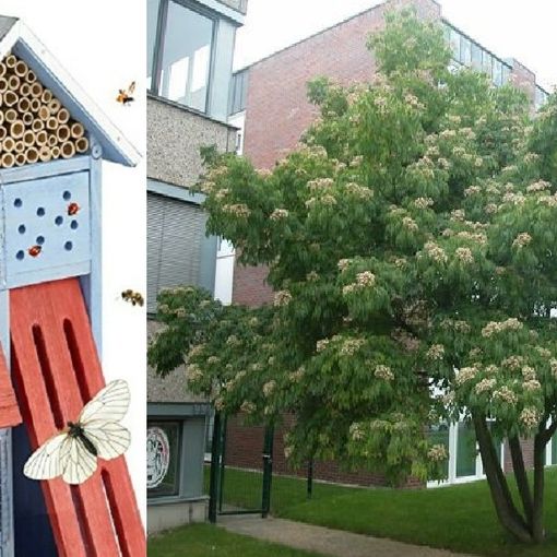 Al Bioparco Roggia Moretta sarà installato un ‘Bee Hotel’