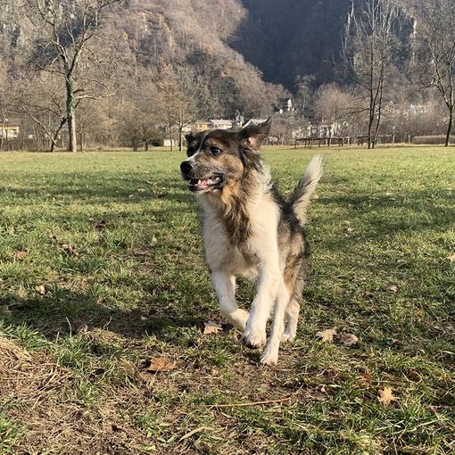Inaugurazione dell'area cani a Bellinzago Novarese