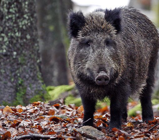Cinghiali: nuovi abbattimenti a Boca e Cavallirio