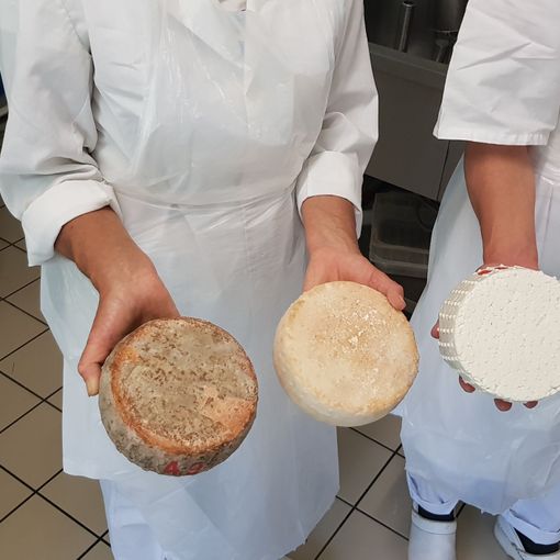 Un viaggio nel mondo del formaggio di capra, dove il rispetto per l’ambiente e per gli animali sposa tradizione e innovazione