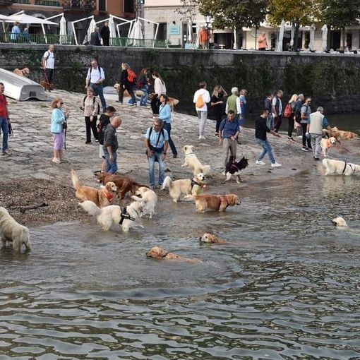 Raduno di Golden Retriever ad Arona: una giornata di festa per i dolci dorati