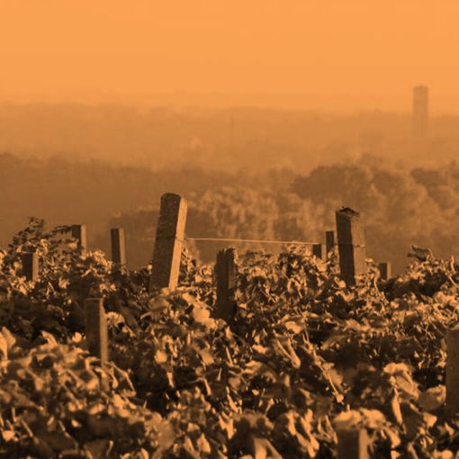 Il territorio del vino: un viaggio nell’Alto Piemonte
