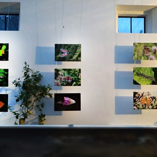 Il mondo degli insetti diventa multimediale: al Museo Meina arriva la mostra “MicroMacro”