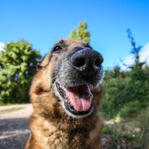 Campagna estiva di adozione cani: un'iniziativa promossa dal comune di Novara ed ENPA per contrastare gli abbandoni