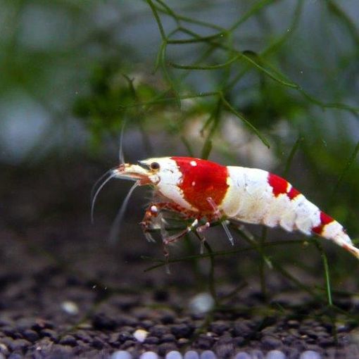 Petsfestival 2021: l’acquariologia è di casa