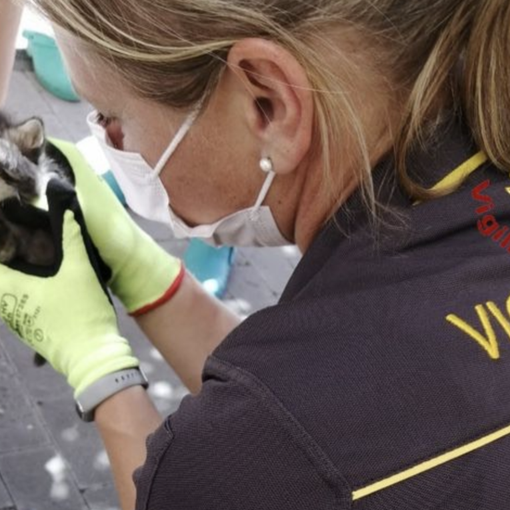 Gattino cade nel vano ascensore e resta intrappolato