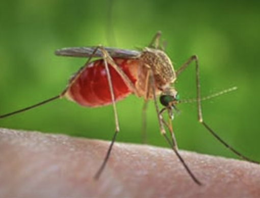 Prima vittima in Piemonte dell'infezione trasmessa dalle zanzare West Nile. E' successo a Novara