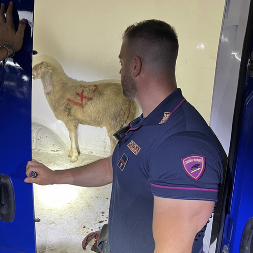 Indagato un uomo per maltrattamento di animali