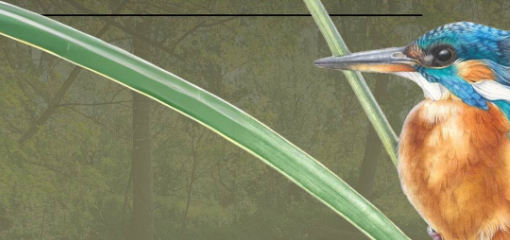 A Novara una serata di birdwatching