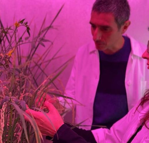 L'Università del Piemonte Orientale partecipa a un progetto per sviluppare riso più resistente al clima