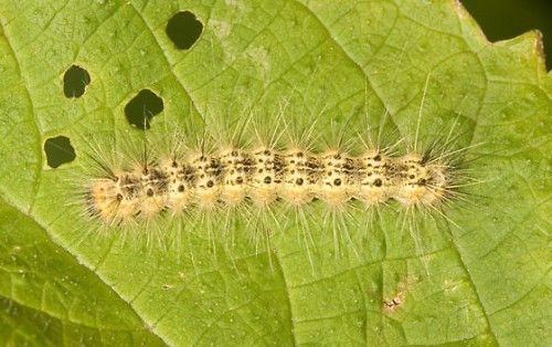 Processionaria o hyphantria cunea, chi ha colpito la nostra città?
