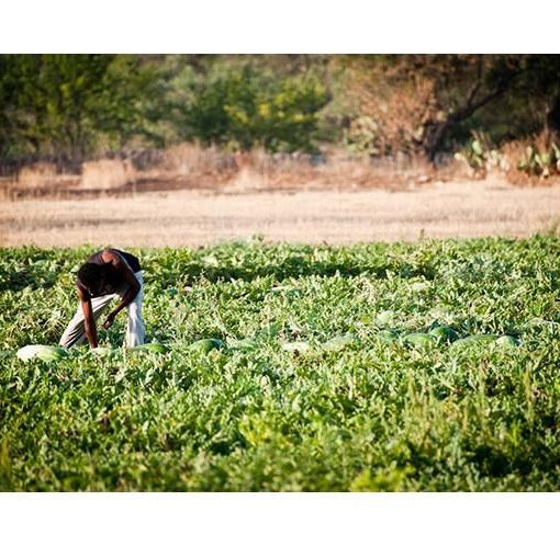 La Confederazione Italiana Agricoltori chiede sanatoria per irregolari e immigrati che lavorano nei campi