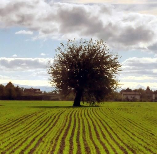 Dalla Regione Piemonte nove milioni per le aziende agricole: nuovi agriturismi e attività sostenibili