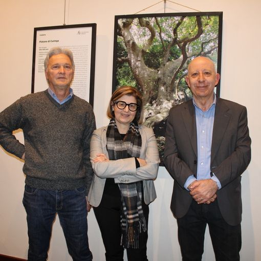&quot;Alberi straordinari d’Italia&quot;: una mostra che celebra la natura