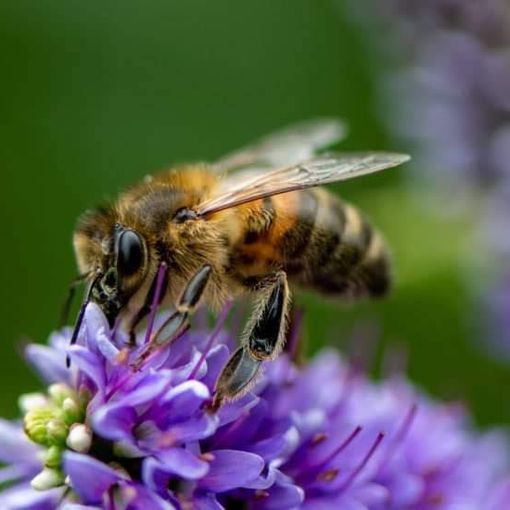 Nasce il tavolo regionale per la tutela della biodiversità e dei pronubi