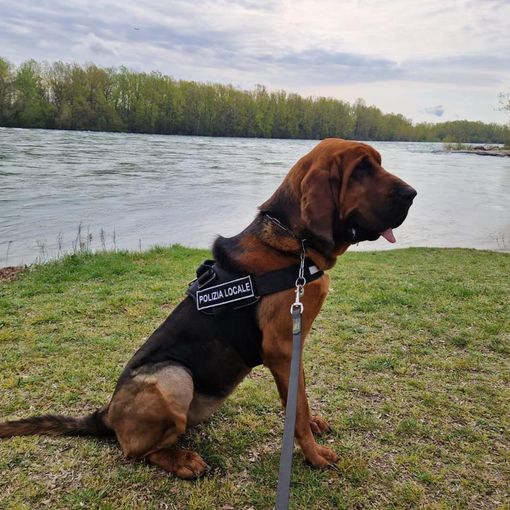 A Trecate operativo il “cane molecolare” dell’unità cinofila