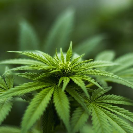 Corte Ue: “La canapa sativa non ha effetti stupefacenti e deve circolare liberamente”