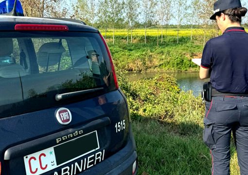 Multa di 3mila euro per pioppeto abusivo sulle rive dell'Agogna