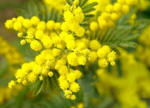 Giornata internazionale della donna: il Coronavirus mette a rischio gli eventi organizzati sul territorio provinciale