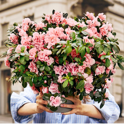 L'azalea della ricerca: fiori di speranza per la Festa della Mamma