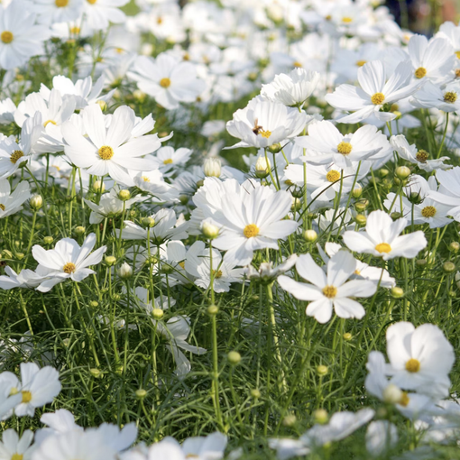 “Fiori in festa”, Gazza Ladra organizza una giornata per festeggiare l’inizio della primavera
