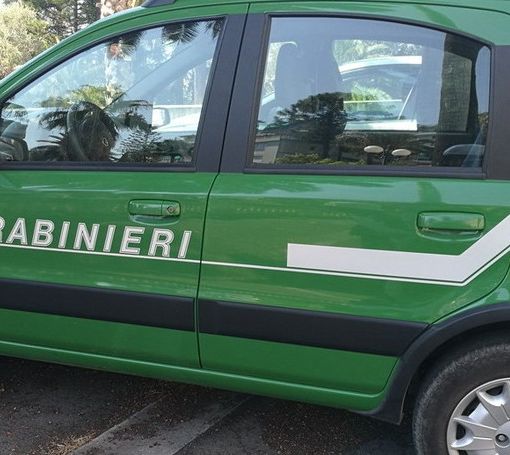 Scoperta coltivazione di marijuana nel giardino di un’abitazione