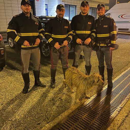 Cane salvato in autostrada dalla Polizia