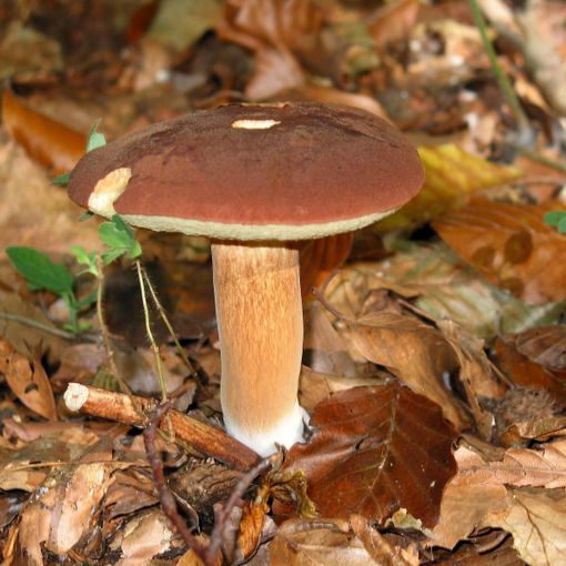 Disponibile all’Asl il servizio di riconoscimento dei funghi