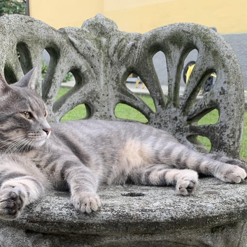 Open day in ricordo di Barbara Pastori: alla scoperta del mondo dei gatti