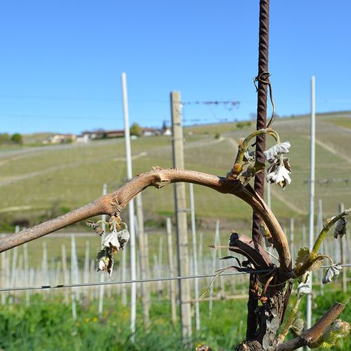 Coldiretti Piemonte: &quot;Allarme gelo, grandi rischi per tutte le coltivazioni&quot;