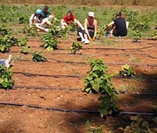 Stagionali agricoltura, pubblicato il bando per l’affitto di strutture abitative