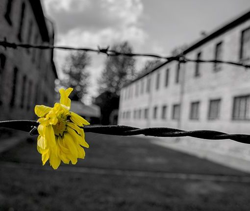 Giorno della Memoria, la provincia coinvolge le scuole in numerose iniziative