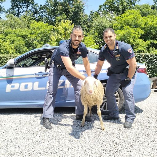 Novara: pecora in tangenziale crea caos tra gli automobilisti