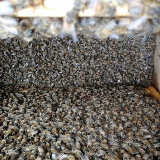 Apicoltura in ginocchio: nel 2019 in Piemonte si stima una perdita produttiva di 16 milioni di euro