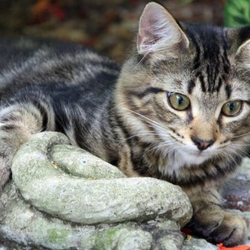 Trecate, gatti feriti o abbandonati: i numeri di emergenza