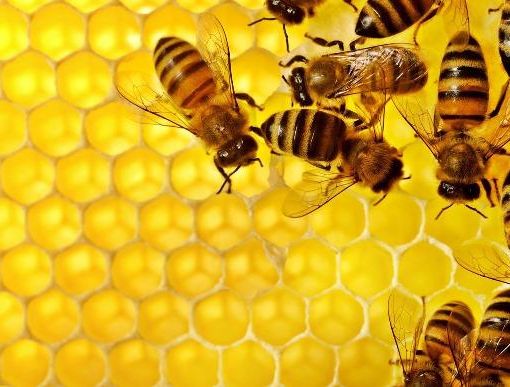 Coldiretti, Giornata delle Api: &quot;Aumenta il consumo, ma a rischio la produzione per il clima”