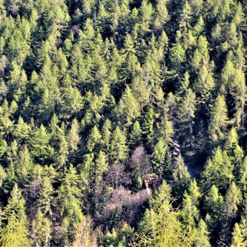 Un miliardo di alberi e 21 categorie forestali: i boschi del Piemonte raccontati in numeri e curiosità