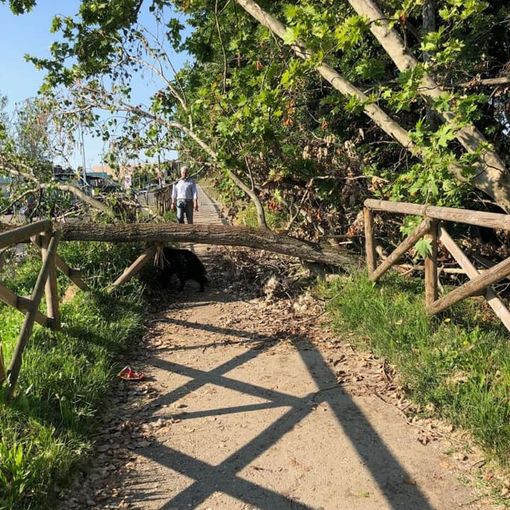 Regione (Lega): “Odg per curare il verde pubblico e garantire così la sicurezza delle strade”