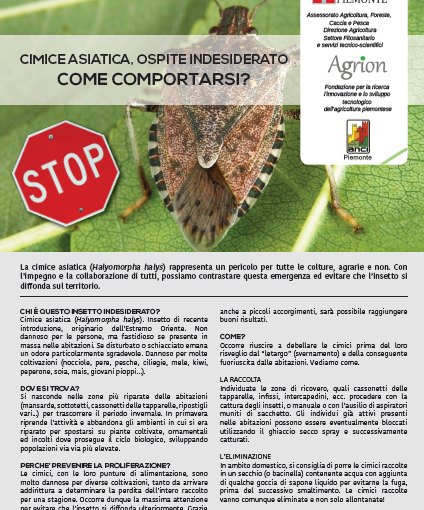 Cimice asiatica: come contrastarne la diffusione?