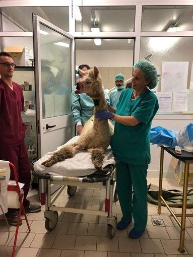Notizie dal Piemonte. Prima operazione riuscita per Joy, l'alpaca aggredito da un cane