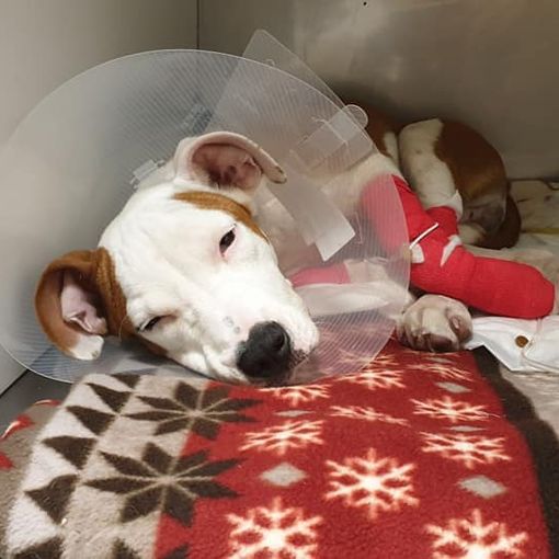 Gara di solidarietà per il cane lanciato dalla finestra