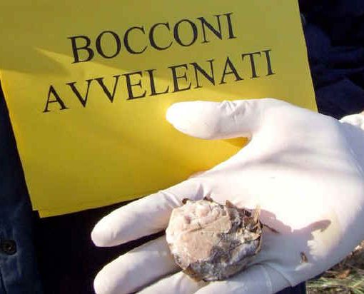 Notizie dal Piemonte. A Vercelli è allarme bocconi avvelenati