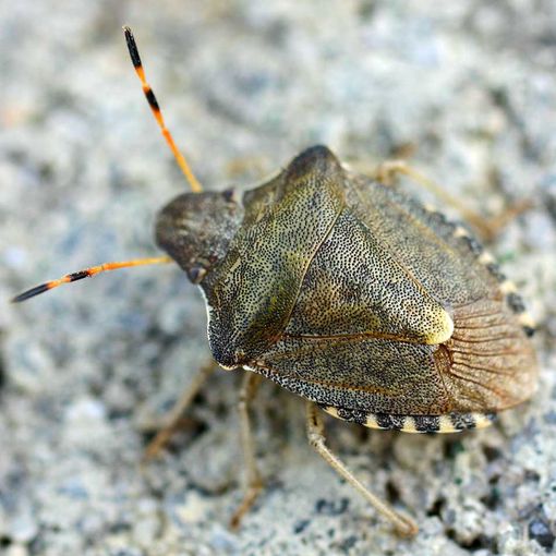 80 milioni per contrasto a cimice asiatica, Coldiretti Piemonte: &quot;Passo importante per aiutare le imprese colpite&quot;